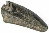 Partial Serrated Tyrannosaur Tooth - Two Medicine Formation #263797-1